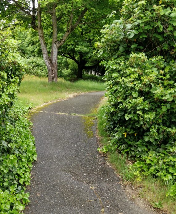 A bike path in the woods
